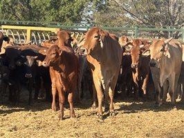 100  Brahman X Droughtmaster Cows & Calves