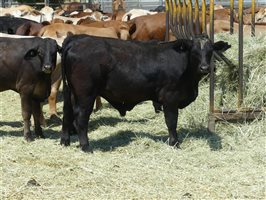 220  Angus X Charolais Weaners