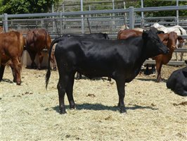 220  Angus X Charolais Weaners
