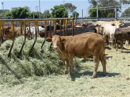 220  Angus X Charolais Weaners