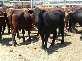 220  Angus X Charolais Weaners