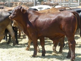 220  Angus X Charolais Weaners