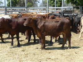220  Angus X Charolais Weaners