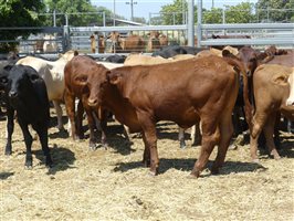 220  Angus X Charolais Weaners