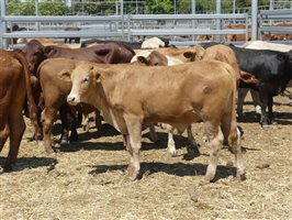 220  Angus X Charolais Weaners