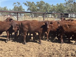 142  Santa Gertrudis Other