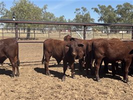 142  Santa Gertrudis Other