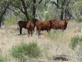 142  Santa Gertrudis Other