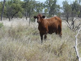 142  Santa Gertrudis Other