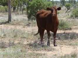 142  Santa Gertrudis Other