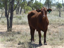 142  Santa Gertrudis Other