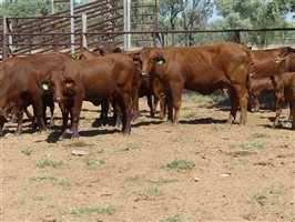 142  Santa Gertrudis Other