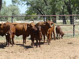 142  Santa Gertrudis Other