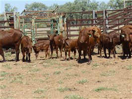 142  Santa Gertrudis Other