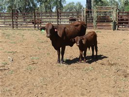 142  Santa Gertrudis Other