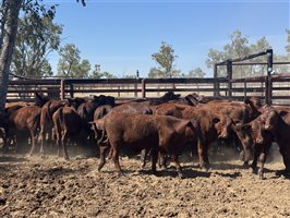 142  Santa Gertrudis Other