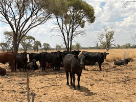 220  Angus X Droughtmaster Heifers