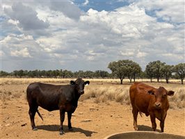 220  Angus X Droughtmaster Heifers