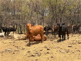 220  Angus X Droughtmaster Heifers