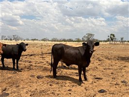 220  Angus X Droughtmaster Heifers