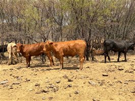 220  Angus X Droughtmaster Heifers