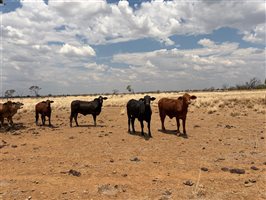220  Angus X Droughtmaster Heifers