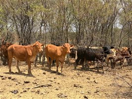 220  Angus X Droughtmaster Heifers