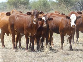 70  Hereford X Droughtmaster Other