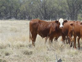 70  Hereford X Droughtmaster Other