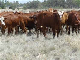 70  Hereford X Droughtmaster Other