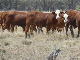 70  Hereford X Droughtmaster Other