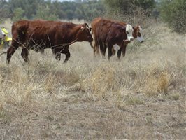 70  Hereford X Droughtmaster Other