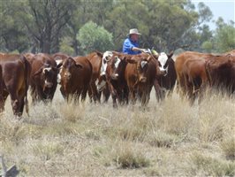 70  Hereford X Droughtmaster Other