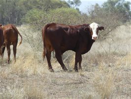 70  Hereford X Droughtmaster Other