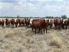 70  Hereford X Droughtmaster Other