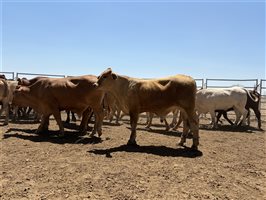 86  Charolais X Droughtmaster Other