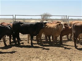 86  Charolais X Droughtmaster Other