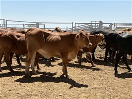 86  Charolais X Droughtmaster Other