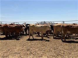 86  Charolais X Droughtmaster Other