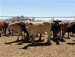 86  Charolais X Droughtmaster Other