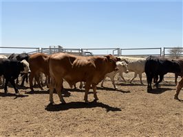86  Charolais X Droughtmaster Other