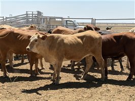 86  Charolais X Droughtmaster Other