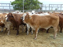 144  Brahman X Santa Gertrudis Steers