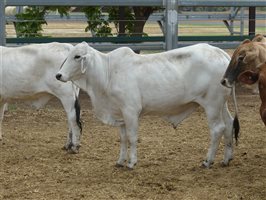 144  Brahman X Santa Gertrudis Steers