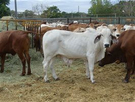 144  Brahman X Santa Gertrudis Steers