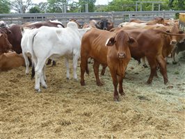 144  Brahman X Santa Gertrudis Steers
