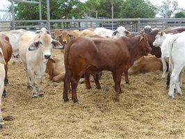 144  Brahman X Santa Gertrudis Steers