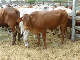 144  Brahman X Santa Gertrudis Steers