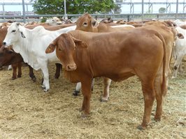 144  Brahman X Santa Gertrudis Steers