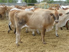 144  Brahman X Santa Gertrudis Steers